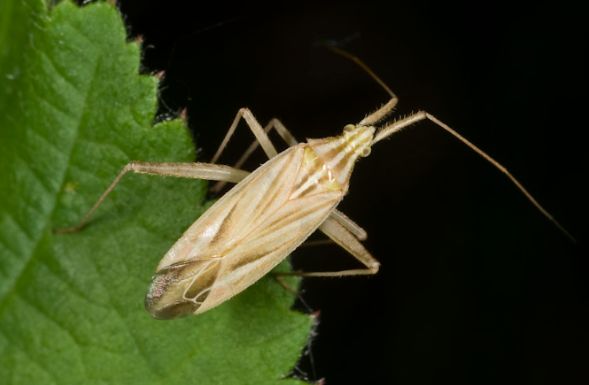 Miridae: Miridius quadrivirgatus in Urbino